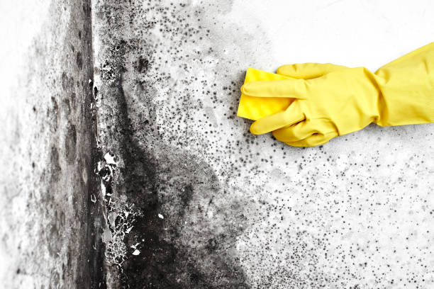 Burlington, WI Mold Remediation Company